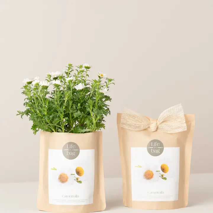 Translation missing: it.Grow Bag Camomilla